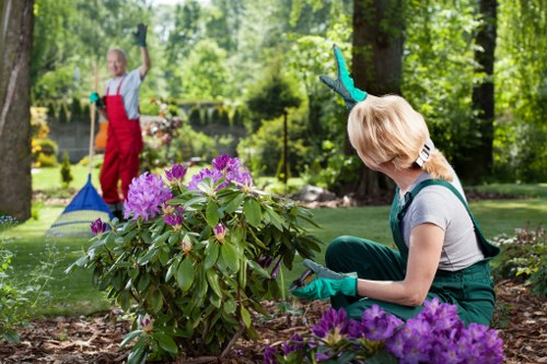 Healthy green lawn maintenance in Dollis Hill