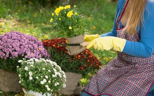 Professional garden care in Dollis Hill restoring an outdoor space