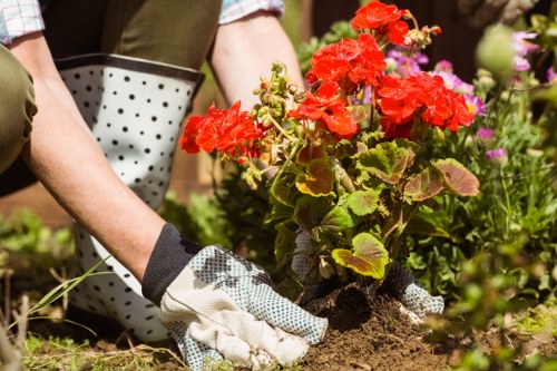Professional garden maintenance in Dollis Hill with lawn and hedge care