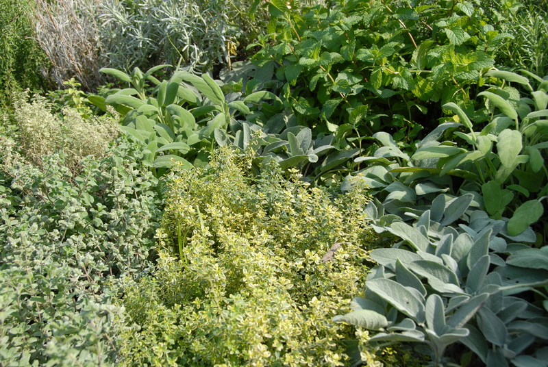 garden plants
