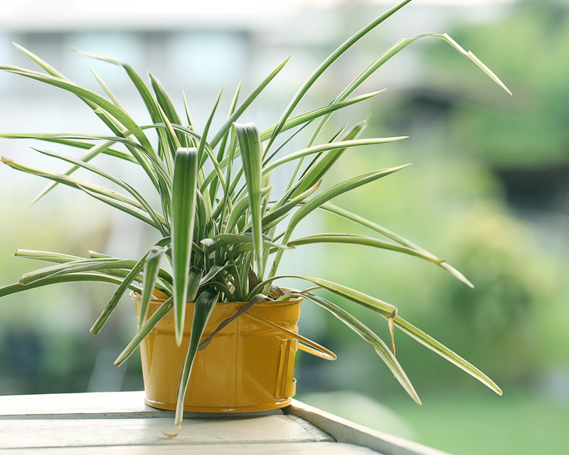irrigation system garden